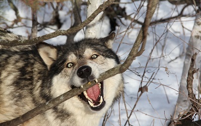    wolf זאב 